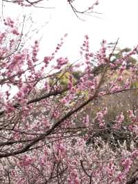 梅の花が魅力　熱海梅園まつり🌸　