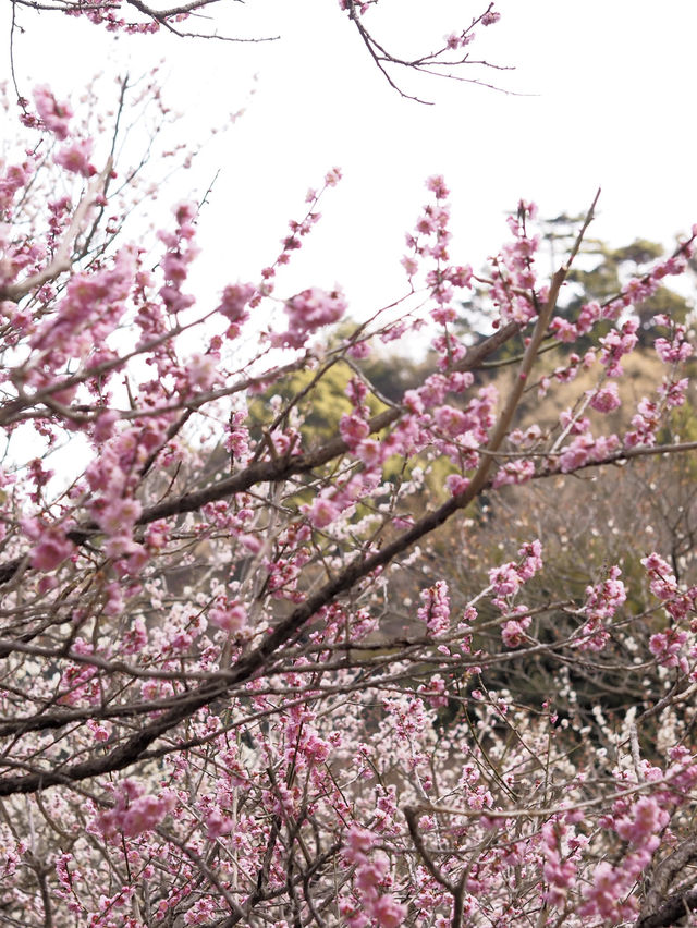 梅の花が魅力　熱海梅園まつり🌸　