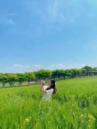 봄에 빠질 수 없는 청보리&겹벚꽃 명소 🌸