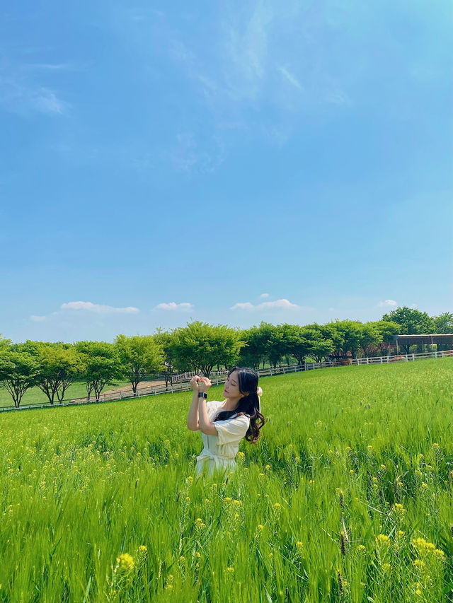 봄에 빠질 수 없는 청보리&겹벚꽃 명소 🌸