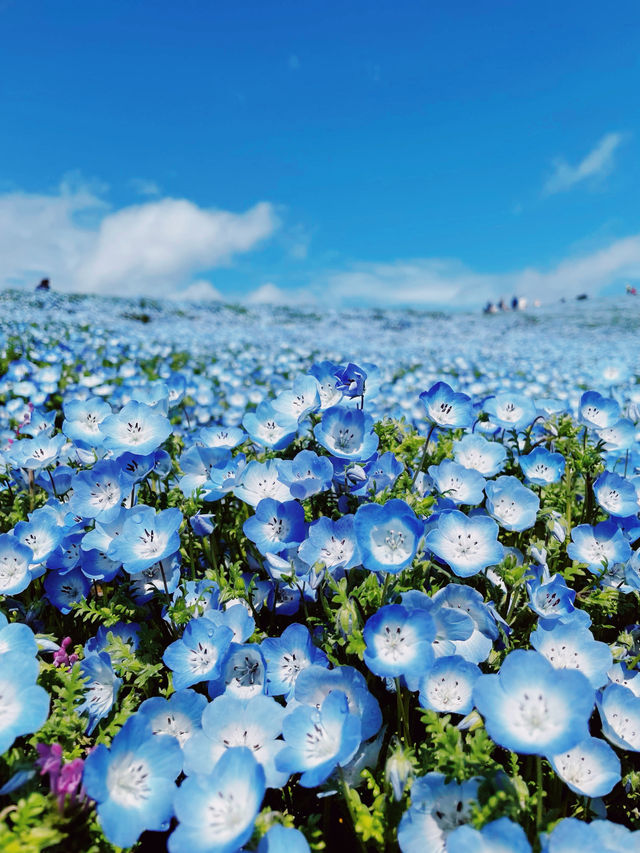 【茨城】アオハル。春は青の花畑へ