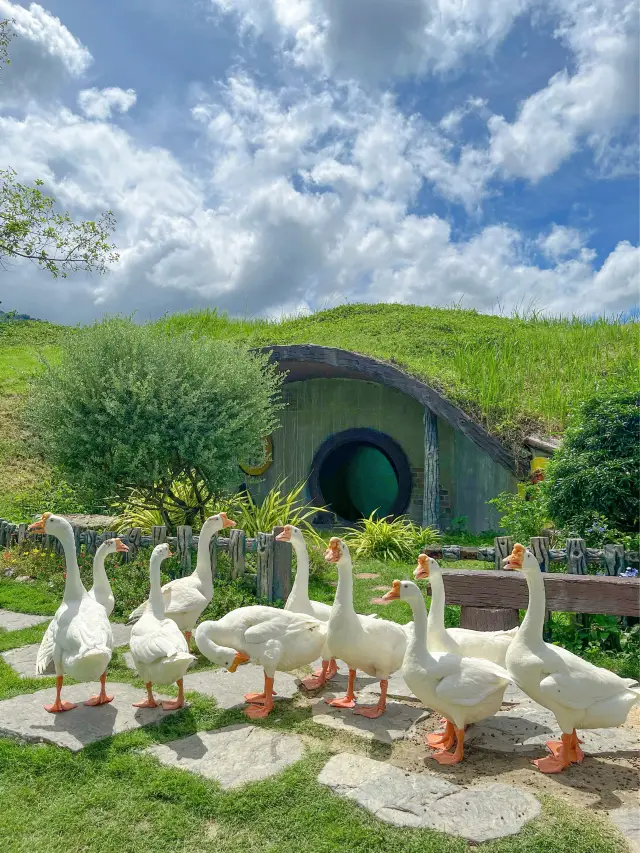Alpaca Hill สวนผึ้งราชบุรี 不再寂寞啦
