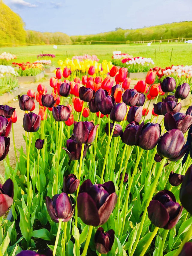 Wicked Tulips Flower Farm