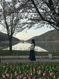 튤립과 벚꽃을 함께 볼 수 있는 대구 송해공원 