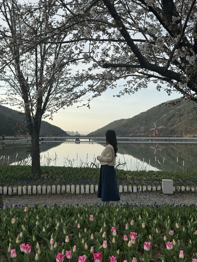 튤립과 벚꽃을 함께 볼 수 있는 대구 송해공원 
