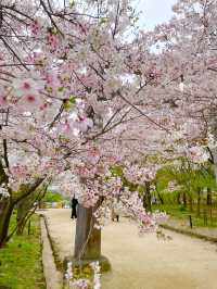 【太宰府市】桜、紅葉、新緑と季節を楽しめる神社