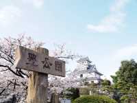 琵琶湖　豊公園の桜
