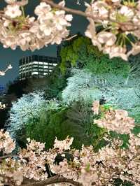 【千鳥ヶ淵/東京都】さくらまつり夜桜ライトアップ