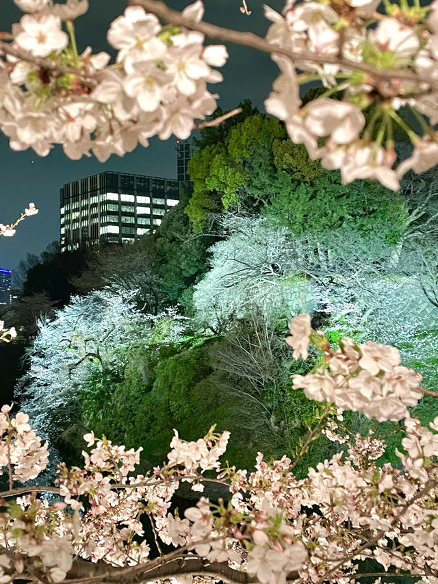 【千鳥ヶ淵/東京都】さくらまつり夜桜ライトアップ