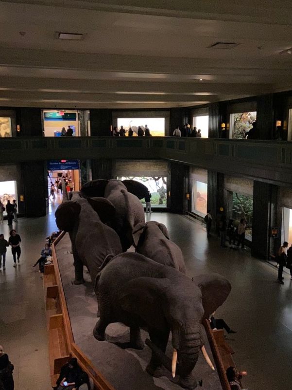 뉴욕 자연사 박물관! 영화 박물관은 살아있다 배경🦖