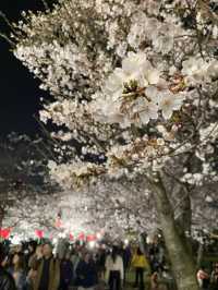 【2024年桜】観桜ナイター