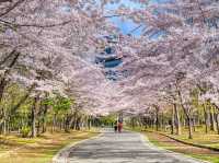 【札幌】中島公園：🌸櫻花盛開，春天舒適寧靜