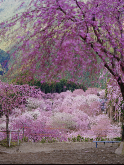 ここは桃源郷🌸一度は訪れたい絶景🌸高見の郷🥰 | Trip.com 東吉野村