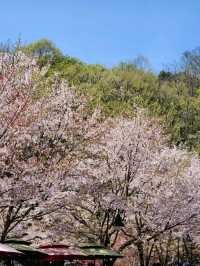 🌸포토스팟 가득한 용인 벚꽃 명소인 "에버랜드"🌸