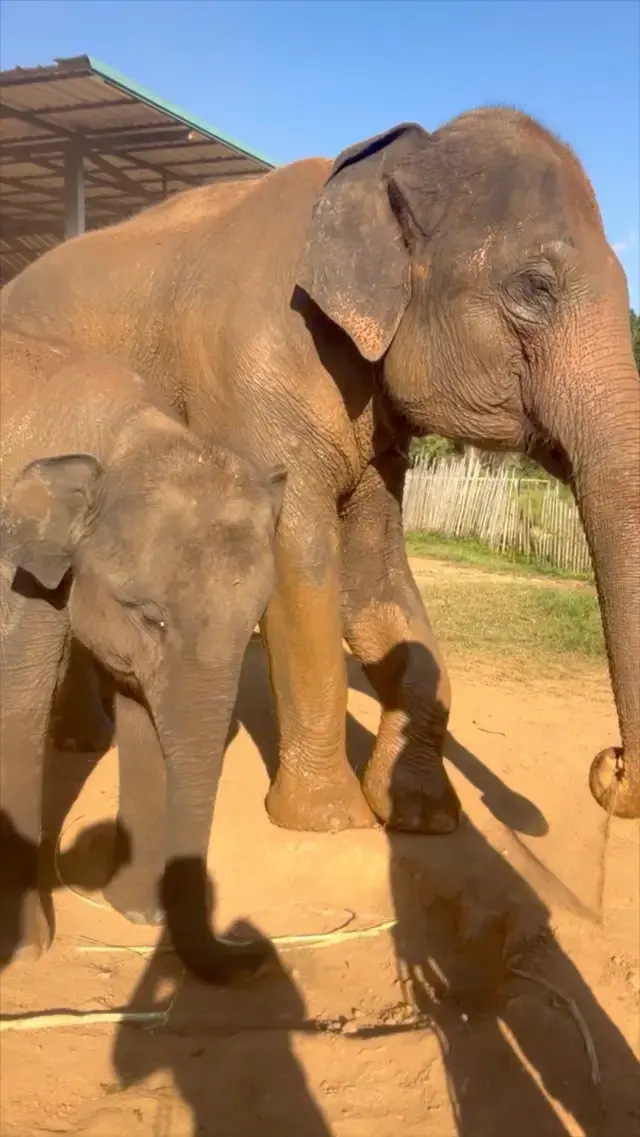 清邁大象叢林保護區🐘泰國與大象互動最棒的方式 #清邁