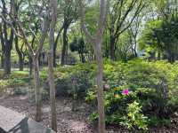 【都庁の隣の癒し公園★】新宿中央公園