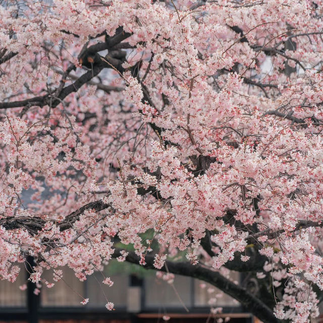 平等院：春天賞櫻，禪意情懷