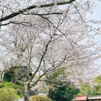 🌸วัดนันโซอินยามซากุระผลิบาน