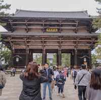 🇯🇵 Nara deer park | Feeding crackers to well-mannered deer 🙇‍♂️