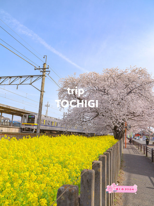 【栃木】国谷駅沿いに咲く桜並木と菜の花