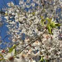 【岩手】東北で人気の桜の名所🌸