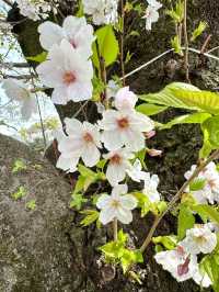 東京　東京観光　千鳥ヶ淵緑道の桜並木は最高！