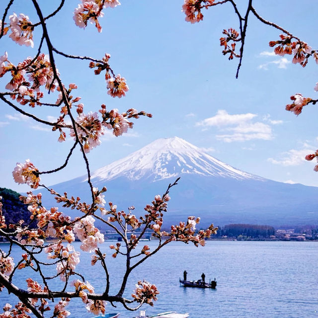 Sakura! The best season of the Year ❤️