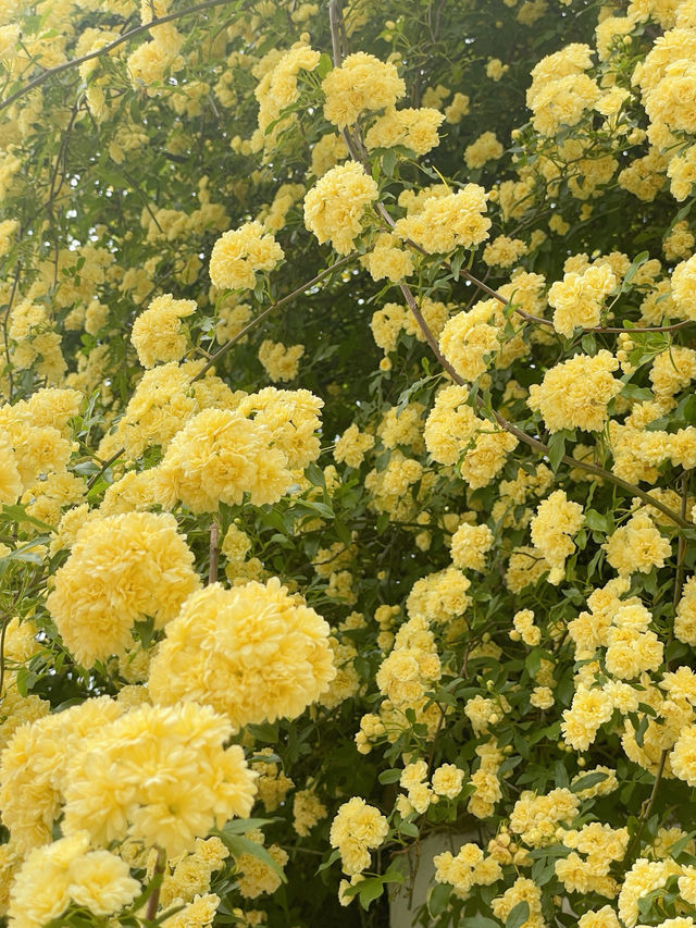 🌼여수에서 제일 예쁜 목향장미 포토존!!!