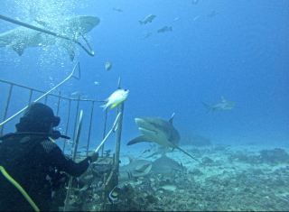 Close-up Shark Watching in Fiji!