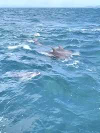 【天草観光】イルカに会える可能性90%以上🐬天草イルカウォッチング🐬