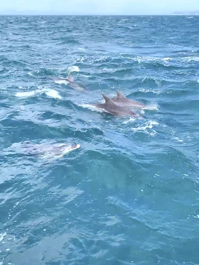 【天草観光】イルカに会える可能性90%以上🐬天草イルカウォッチング🐬