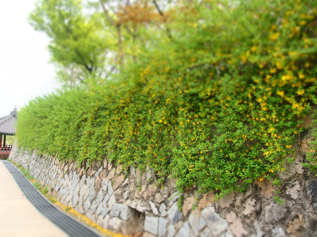 【首爾景點】「駱山公園」：韓劇拍攝熱點，欣賞花卉和首爾風景好去處‼️