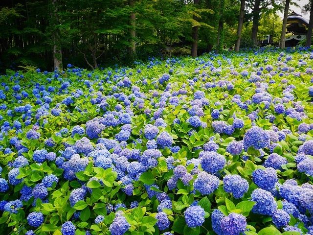 秋田北浦雲昌寺繡球花
