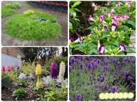 【東京近郊】賞花河口湖大石公園（2）注意花期才能樂而忘返‼️