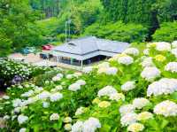 繡球花公園