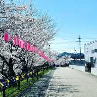 関川の桜