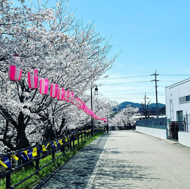 関川の桜