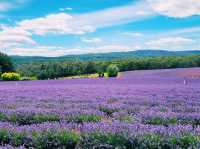 Bridestowe Lavender Estate