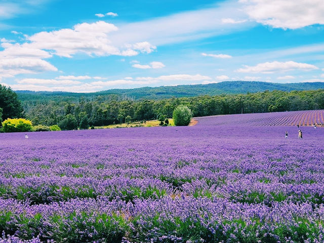 Bridestowe Lavender Estate