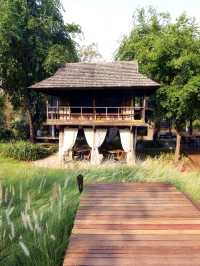Romantic Dining In the Paddy Fields 
