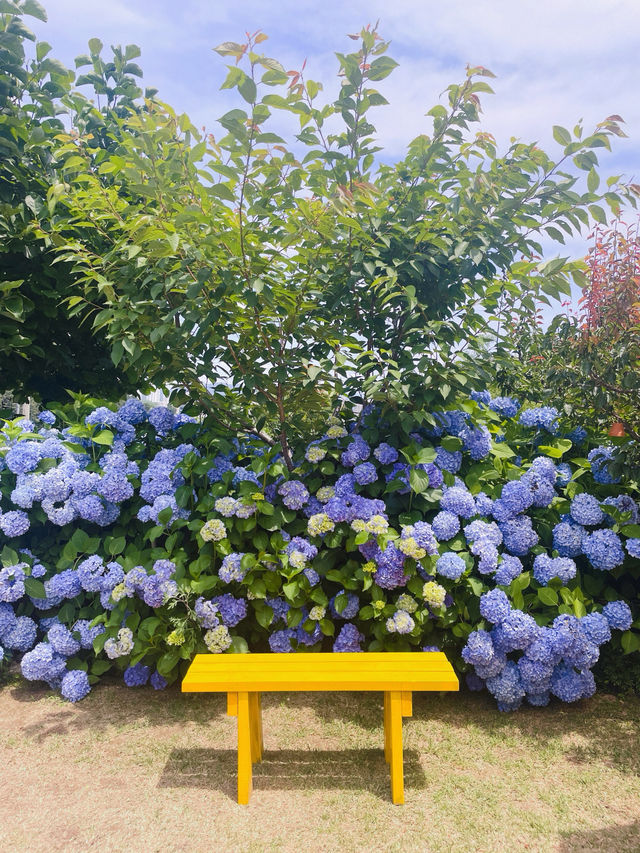 💙파란 수국이 한가득한 이곳 앵지밭골 그집 카페입니다💜
