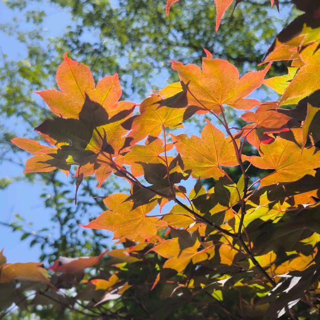 寶滿宮 竈門神社 六月有機會看到繡球花季