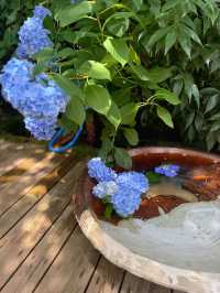 【鎌倉】季節ごとの花が楽しめる［日本遺産］明月院