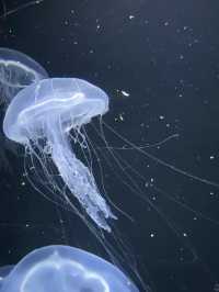 【Yamagata🇯🇵】加茂水族館🪼