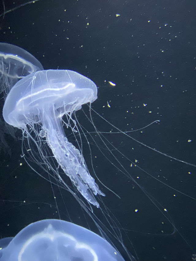 【Yamagata🇯🇵】加茂水族館🪼