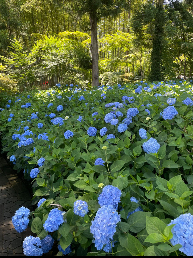一生に一度は訪れたい💙世界の絶景💙あじさいの雲昌寺☺️💠✨