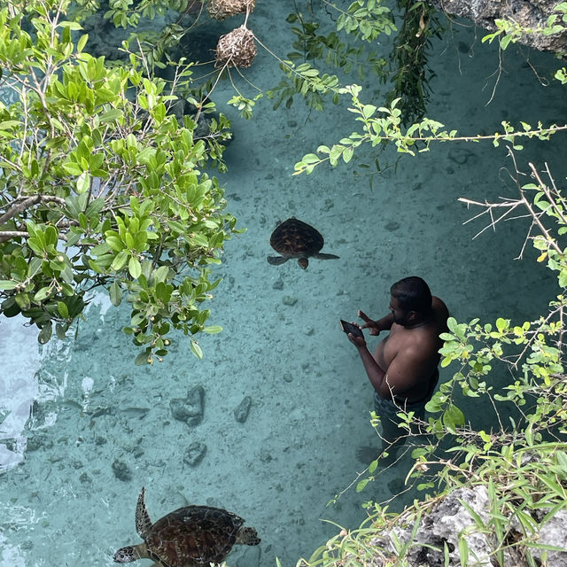 The most beautiful turtles In Zanzibar 