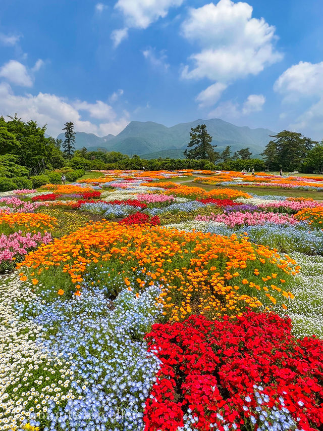 雄大な山々をバックに四季折々の花が咲く、くじゅう花公園