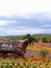 【北海道好去處】美瑛免費入場的薰衣草花田