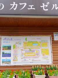 【北海道好去處】美瑛免費入場的薰衣草花田